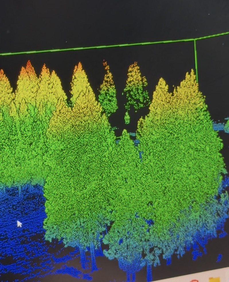 LiDAR point cloud of a conifer stand used for fuel load assessment