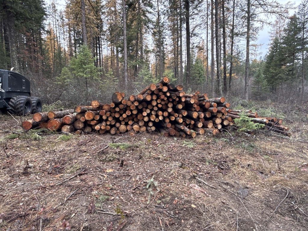 Sorted log deck ready for haul out of a treated stand