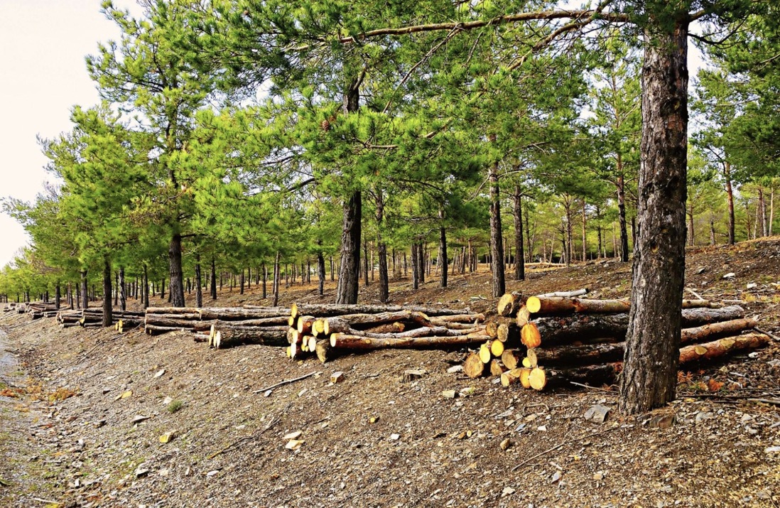 Thinned pine stand with harvested stems decked along the treatment edge